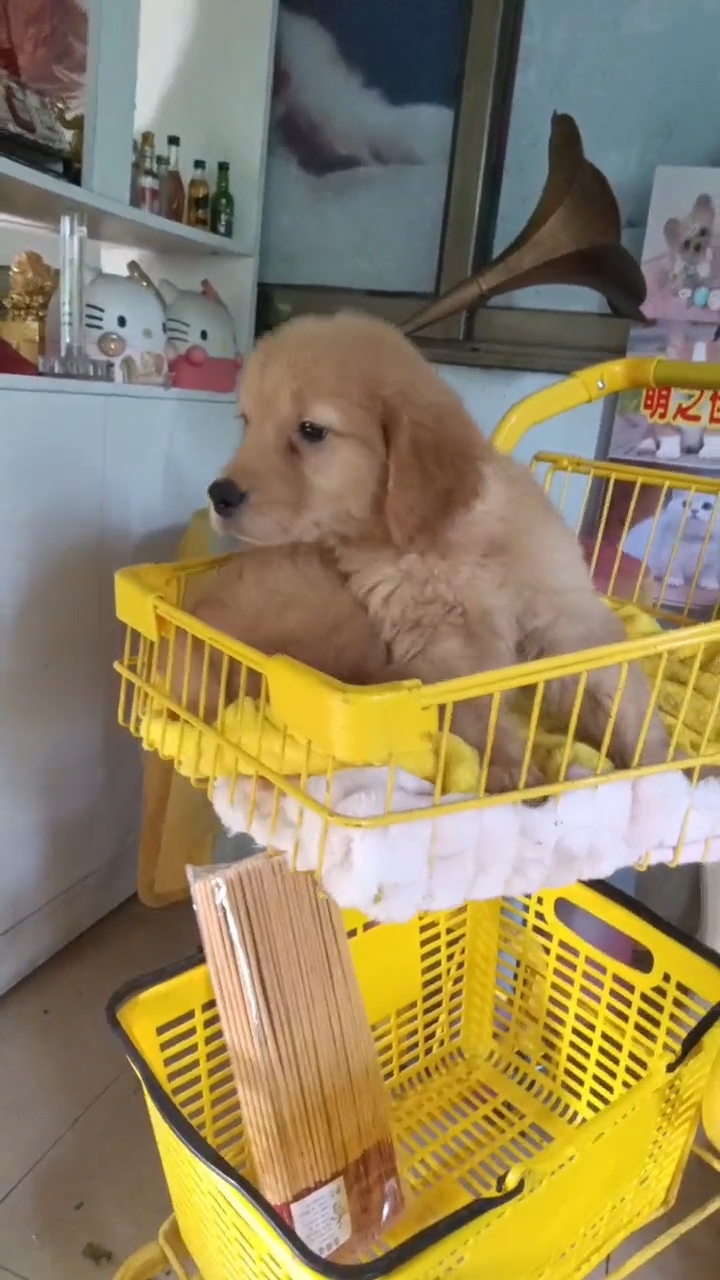 双血统英系金毛幼犬